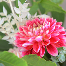 Load image into Gallery viewer, Midsummer's Night