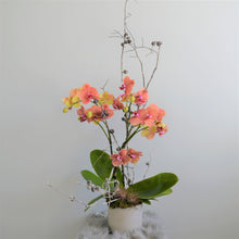 Load image into Gallery viewer, Orchid Plant