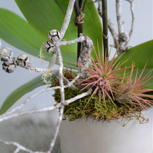 Load image into Gallery viewer, Orchid Plant
