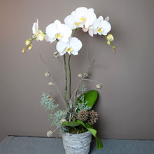 Load image into Gallery viewer, Orchid Plant